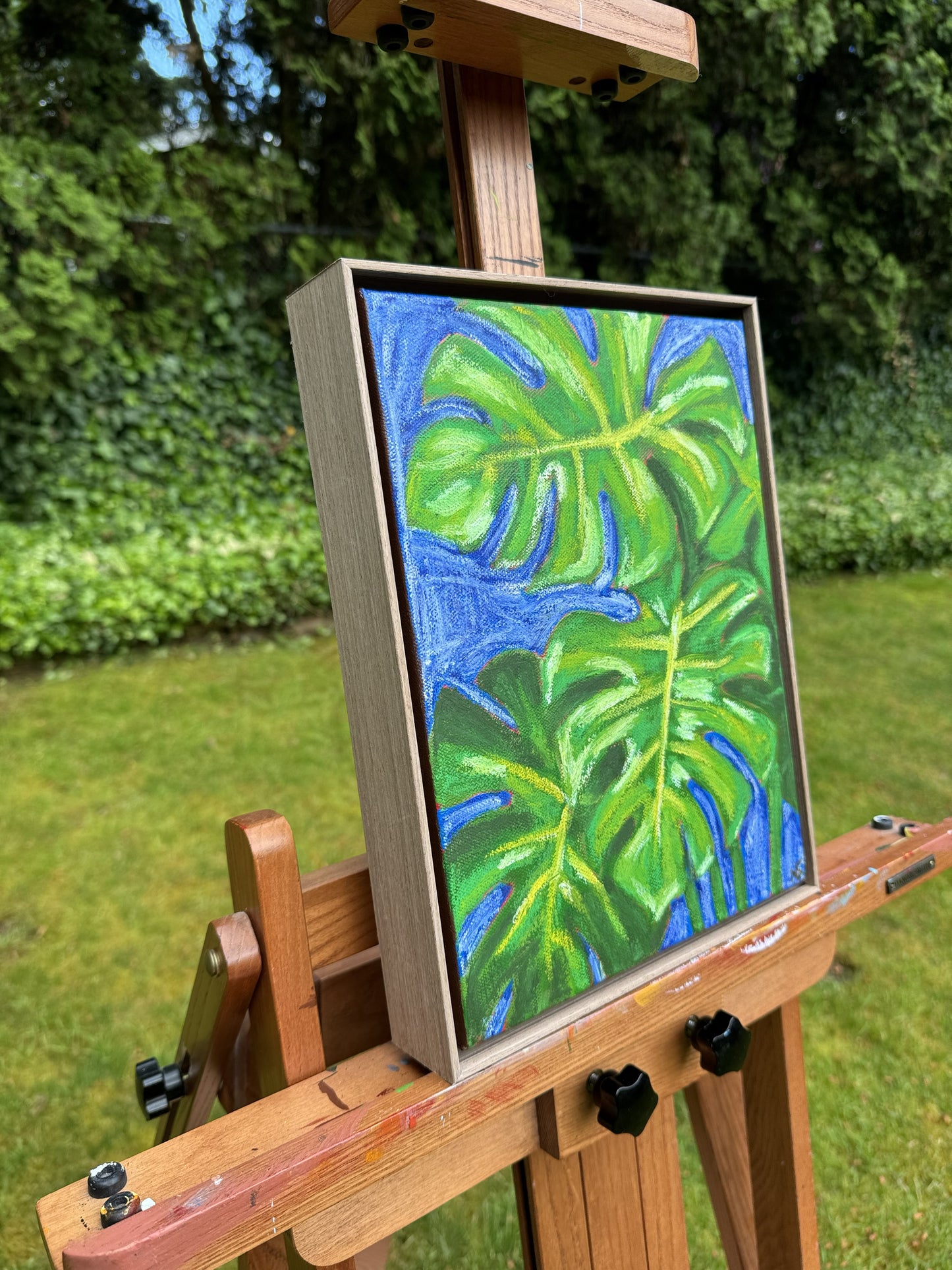Blue Monstera